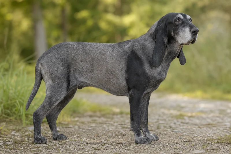 Bruno Jura Hound — senior