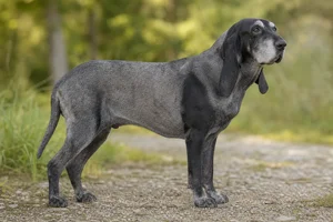 Bruno Jura Hound — senior
