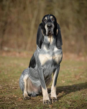 Bruno Jura Hound — sitting