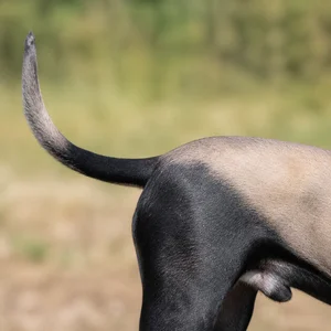 Bruno Jura Hound — tail