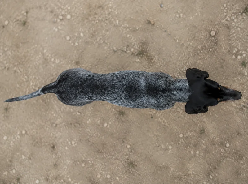 Bruno Jura Hound — top