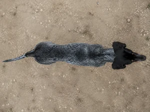 Bruno Jura Hound — top