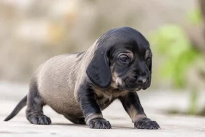Bruno Jura Hound — young puppy (~1 mo)