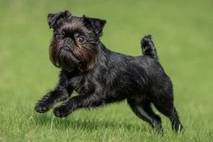 Brussels Griffon — running