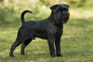 Brussels Griffon — adult