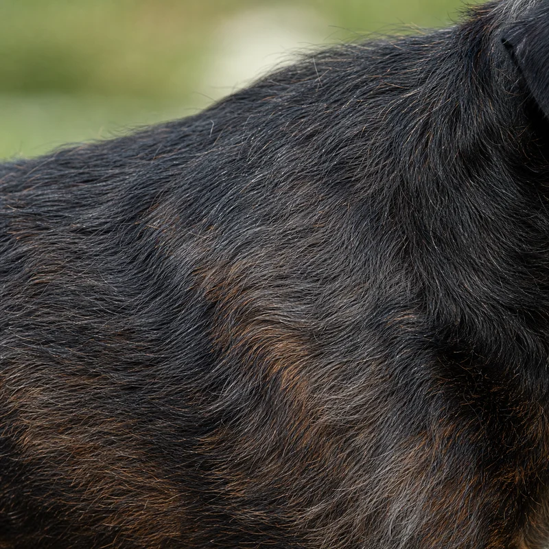 Brussels Griffon — coat texture