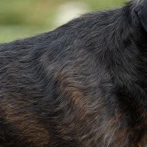 Brussels Griffon — coat texture