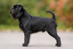 Brussels Griffon — Belge coat