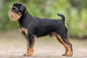 Brussels Griffon — Black and Tan coat