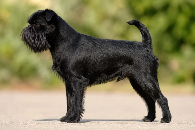 Brussels Griffon — Black coat