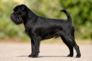 Brussels Griffon — Black coat