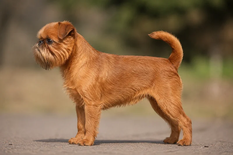 Brussels Griffon — Red coat