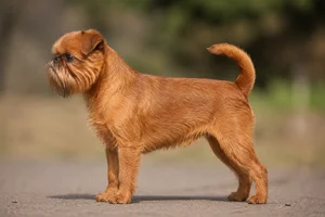 Brussels Griffon — Red coat