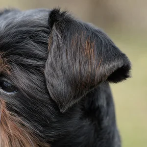 Brussels Griffon — ears