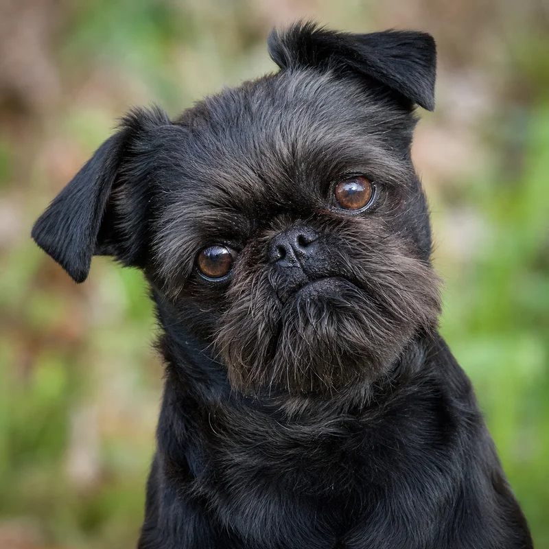 Brussels Griffon — alert