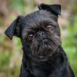 Brussels Griffon — alert