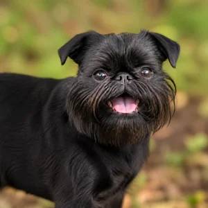 Brussels Griffon — happy