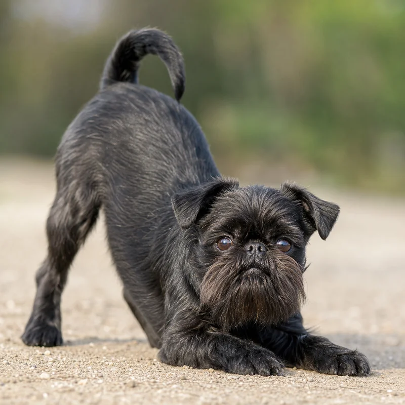 Brussels Griffon — playful