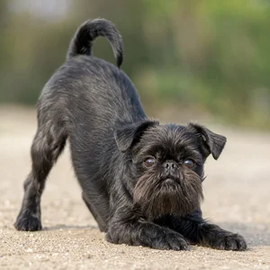 Brussels Griffon — playful