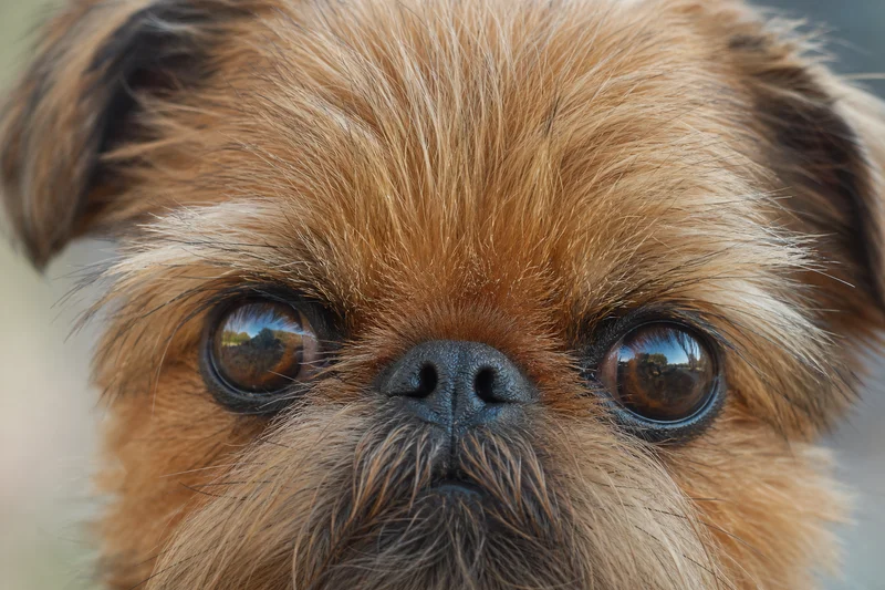 Brussels Griffon — eyes