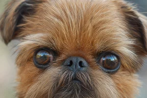 Brussels Griffon — eyes