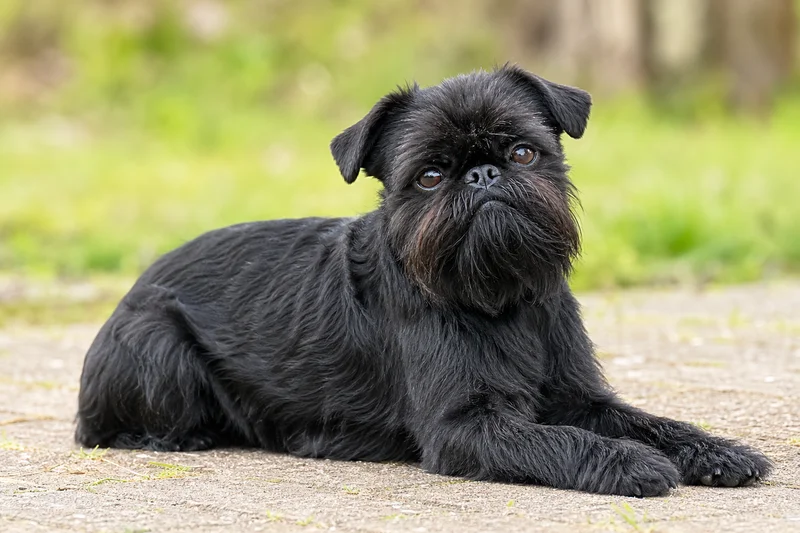 Brussels Griffon — lying down