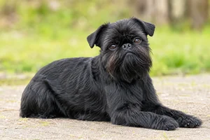 Brussels Griffon — lying down