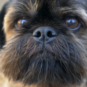 Brussels Griffon — nose