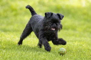 Brussels Griffon — playing