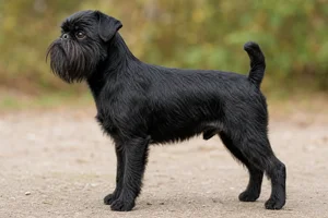 Brussels Griffon dog