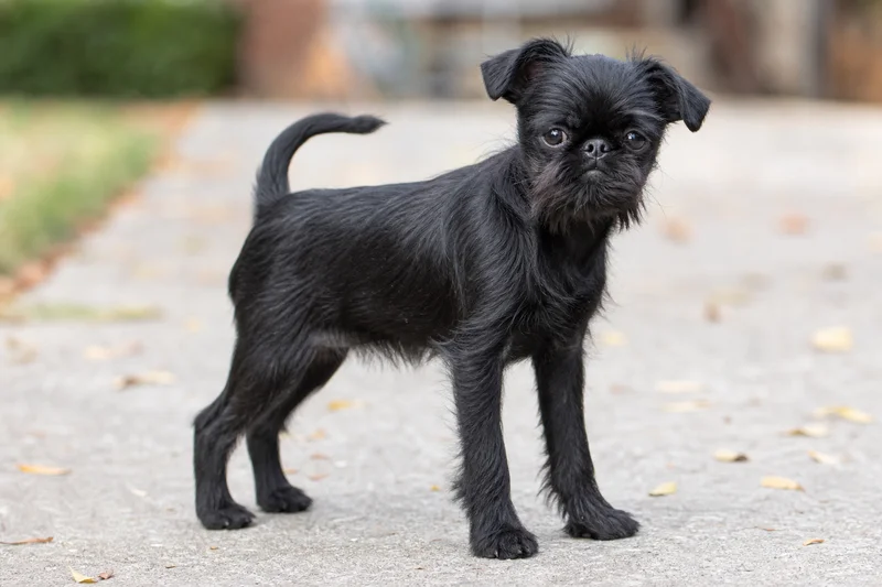 Brussels Griffon — puppy (~4 mo)