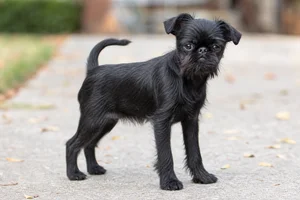 Brussels Griffon — puppy (~4 mo)
