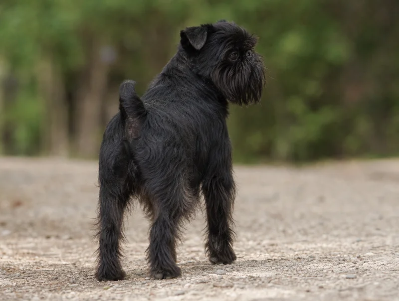 Brussels Griffon — rear