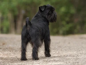 Brussels Griffon — rear