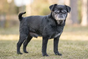 Brussels Griffon — senior