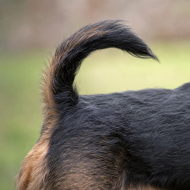 Brussels Griffon — tail