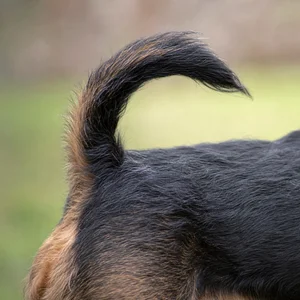 Brussels Griffon — tail