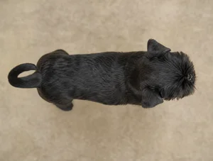 Brussels Griffon — top