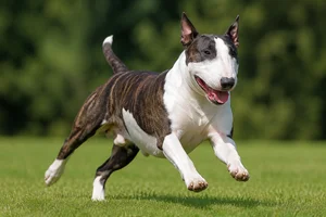 Bull Terrier — running