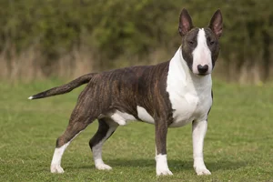 Bull Terrier — adult