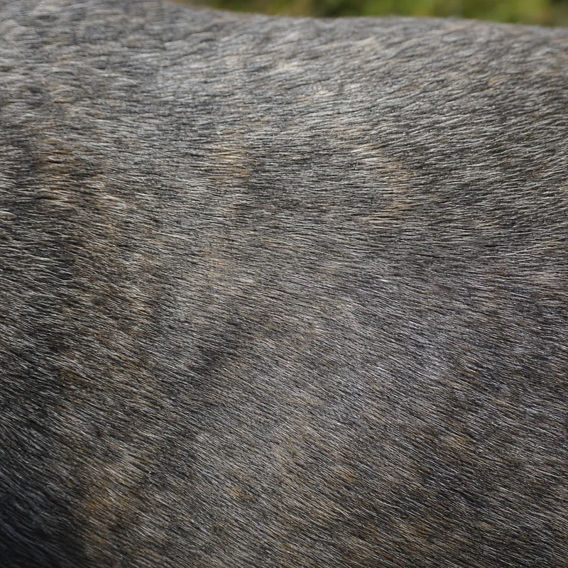 Bull Terrier — coat texture