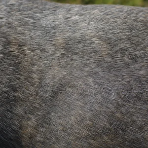 Bull Terrier — coat texture