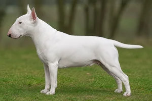 Bull Terrier — white coat