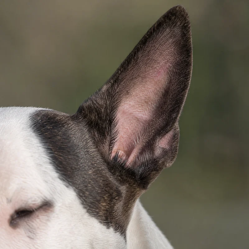 Bull Terrier — ears