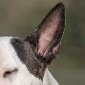 Bull Terrier — ears