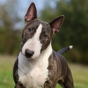 Bull Terrier — alert