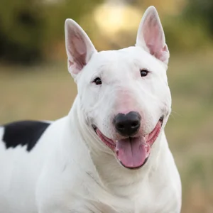 Bull Terrier — happy