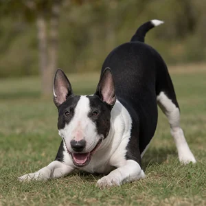 Bull Terrier — playful