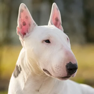 Bull Terrier — relaxed
