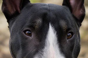 Bull Terrier — eyes